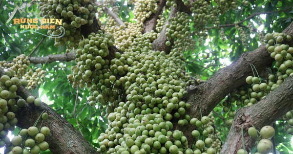 Vietnam has a species of “wild fruit” that grows all over the tree, Chinese netizens invite each other to eat once