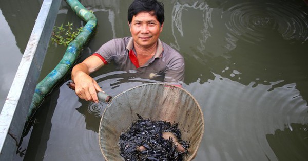 Close-up of rare species of fish that are about to become extinct in the West, raised in the middle of the Hau river