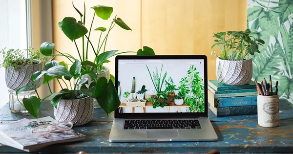 What should you pay attention to when choosing a desk plant?