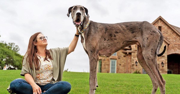 Stunned by a dog that is over 1 meter tall when standing upright on 4 legs