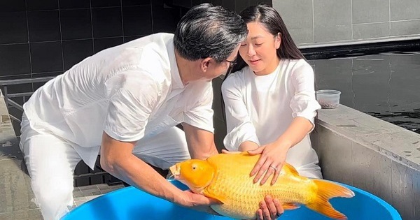 The “fated” predestined relationship of Ha Thanh Xuan and the giant Koi fish