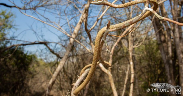 It looks like a dry branch, but a ‘death’ is waiting: Deadly creature!