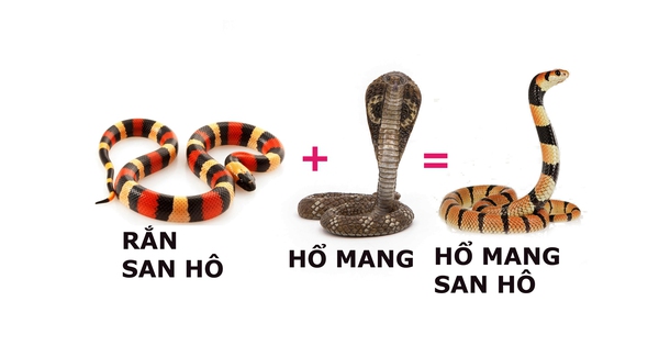Combination version of 2 extremely venomous snakes, cobra and coral reef: No serum!