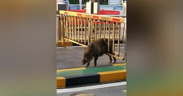 Wild boar stuck at the control gate when entering the apartment complex
