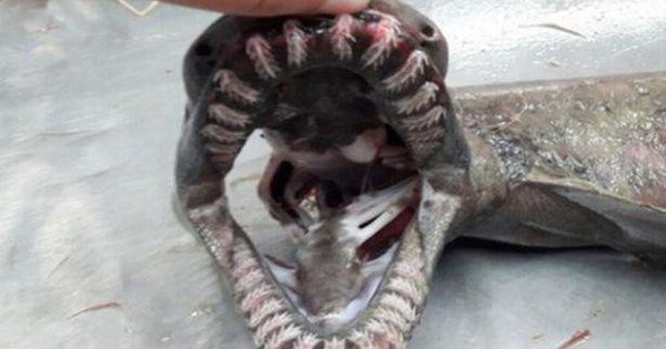 See the ‘sea monster’ with 300 teeth