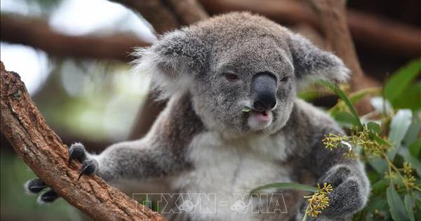 Australia discovered a new shelter for koalas