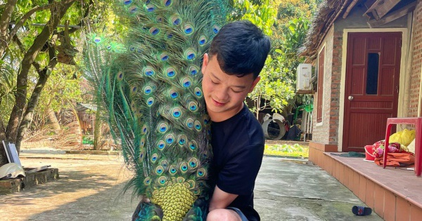 The young man graduated from Hanoi University of Science and Technology, quit his engineering job to return to his hometown to raise peacocks