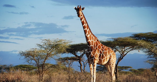 Used to be a ‘short-necked’ deer 17 million years ago, what makes giraffes have a long neck like today?