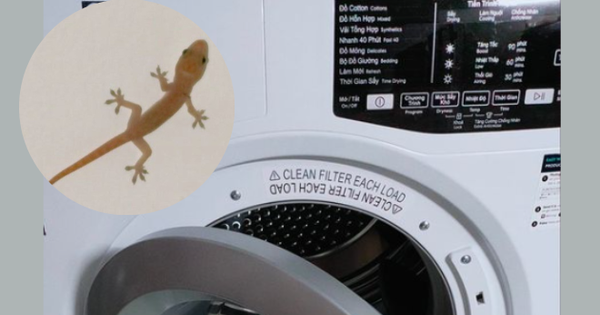 The clothes dryer has a strange creature in it, the owner is miserable because the smell doesn’t go away