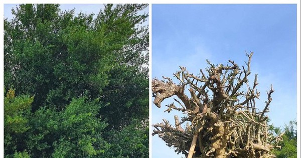 Digging and stealing a 100-year-old bamboo tree and transporting it from Ha Tinh to Hoa Binh for sale