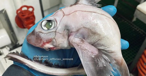 Monster fish causes Instagram fever