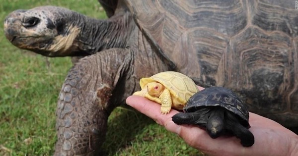 Close-up of the rare new born albino Galapagos giant tortoise