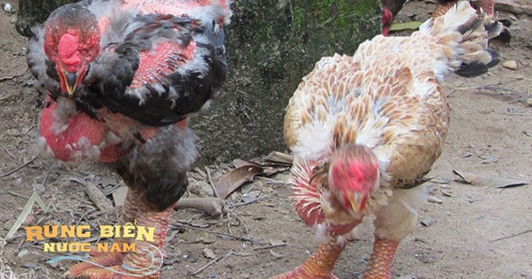 thumbnail - Loài gà độc nhất thế giới ở Việt Nam: Dân mạng quốc tế trầm trồ, chuyên gia ẩm thực ngỡ ngàng