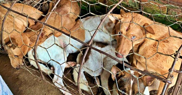 thumbnail - Người bỏ 24 triệu chuộc đàn chó ở lò mổ từng cứu một chú chó hoang ngất xỉu vì đói khát