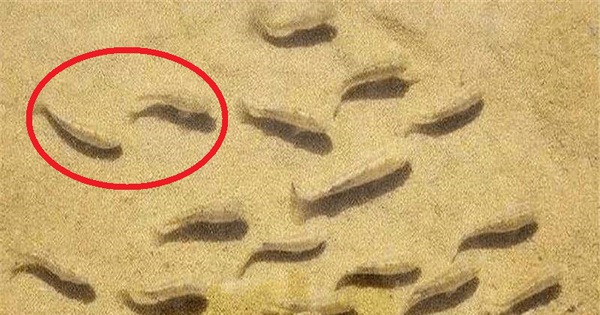 thumbnail - Trái ngược với Sahara, sa mạc kỳ dị có cá sống được trong cát: Nguyên nhân là do đâu?