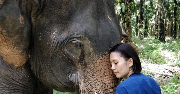 thumbnail - Hành trình xúc động giải cứu "chú voi cô độc nhất thế giới": Sống mòn trong dây xích!