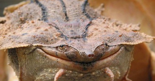 Vì sao loài rùa kỳ quặc luôn 'nở nụ cười' trên môi?