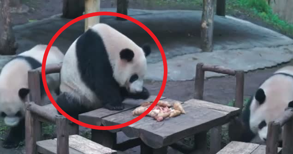 Gấu trúc "có hành động kỳ lạ" ở vườn thú Trung Quốc, dân mạng nghi là người  đóng giả