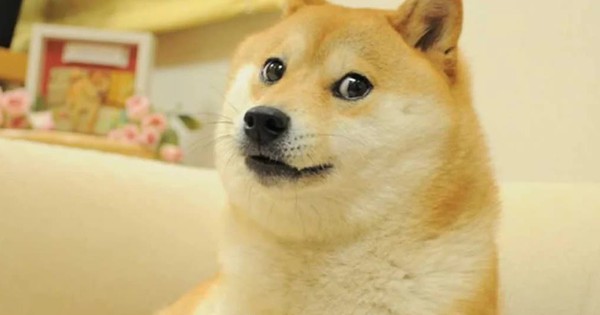 Tổng hợp 80 meme Chó cầm súng hài hước bựa đáng yêu tức giận