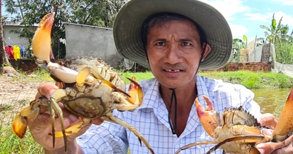 Cua Cà Mau tại sao ngon, ai cũng muốn thưởng thức?
