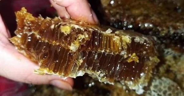 Mat Den Loại mật đen siêu hiếm, hàng triệu đồng 1 lít vẫn khó mua