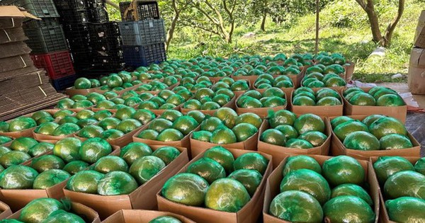 Không phải sầu riêng, loại quả của Việt Nam khiến cựu Thứ trưởng Bộ Nông nghiệp Mỹ phải tấm tắc khen ngon: sản lượng 1 triệu tấn/năm, vừa có thêm "visa" sang Úc