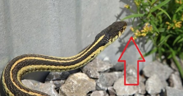 3 cây hoa khiến rắn sợ run bần bật