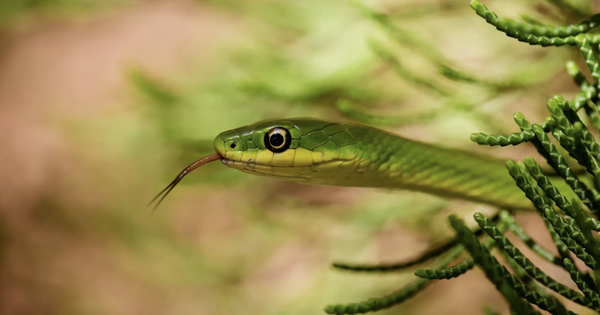 Đừng làm điều này khi gặp rắn vì chúng không sợ đâu - chuyên gia đã kiểm chứng