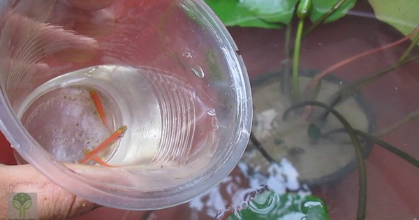 3 cách diệt và đuổi muỗi đơn giản không cần hóa chất