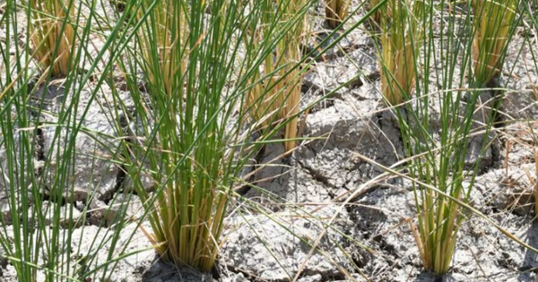 Buồn của nền kinh tế lớn thứ 4 thế giới: Giá gạo tăng vọt hơn 50% chỉ trong 1 năm, nhiều ngành công nghiệp quan trọng bị hệ lụy