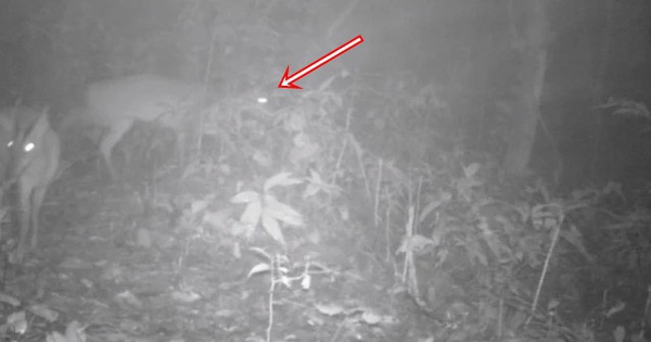 Đặt camera giữa rừng sâu, các nhà khoa học tình cờ phát hiện loài vật đã công bố tuyệt chủng gần 100 năm
