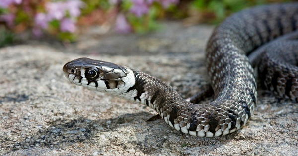 5 sai lầm khiến rắn muốn "ghé thăm" ngôi nhà của bạn và cách ngăn chặn