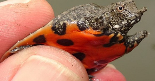 Nhà khoa học Việt Nam - Đức hợp lực: Cứu “báu vật” quý hiếm khỏi nguy cơ tuyệt chủng