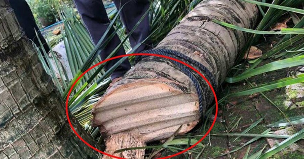 Vụ xôn xao clip "tôn bay chém đứt cây dừa" vì bão số 13: Người đăng lên tiếng