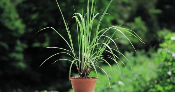 5 loại cây đuổi gián hiệu quả, Việt Nam rất sẵn: Mỗi nhà nên trồng 1 cây