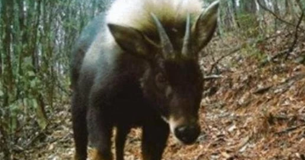 Loài vật quý hiếm bậc nhất hành tinh bất ngờ tái xuất sau 500.000 năm tuyệt tích