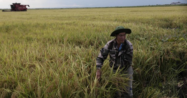 Gạo Việt trên đất Cuba, mô hình nông nghiệp chưa từng có: Hãng tin quốc tế viết gì?