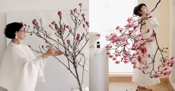 “Cành cây khô” giá bạc triệu khiến hội chị em phát sốt: Mộc lan chơi được cả tháng, nở rộ như tranh nếu biết chăm đúng cách