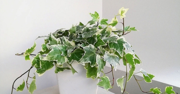 7 cây NASA khuyên trồng