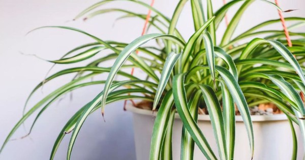 5 loại cây lọc sạch không khí NASA khuyên trồng, Việt Nam rất sẵn: Cực dễ sống