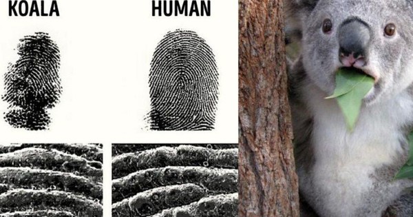 Những sự thật kỳ lạ trên thế giới mà ai cũng nghĩ là "fake", nhưng hóa ra thật 100%