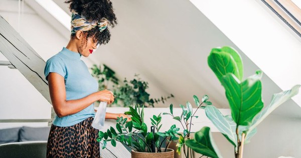 4 loại cây mọi ngôi nhà nên có