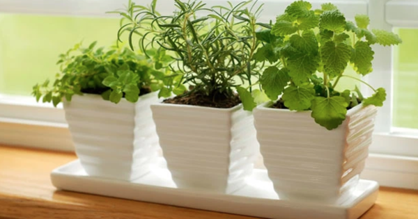 5 loại cây gia vị trong vườn vừa đuổi muỗi hiệu quả, vừa là thuốc quý: Rất dễ trồng