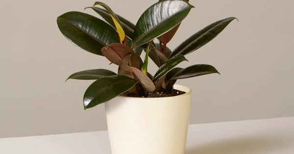 Top 5 loại cây “đuổi” bụi mịn độc hại trong nhà