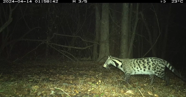 Phát hiện các loài thú cực kỳ bí ẩn ở Việt Nam