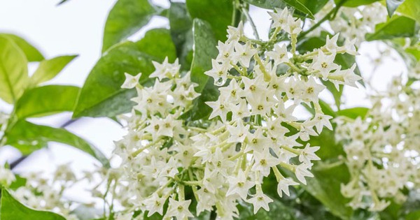 7 cây cảnh đẹp nhưng dễ dụ rắn đến nhà, nếu trồng phải đặc biệt lưu ý