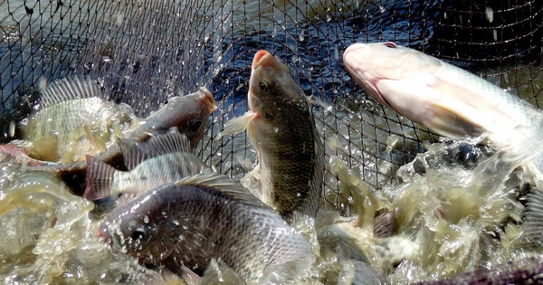 'Kho báu’ của người Việt: Chuyên gia Việt Nam giúp Cuba nuôi thành công, tiết kiệm 2 USD mỗi kg nhập khẩu