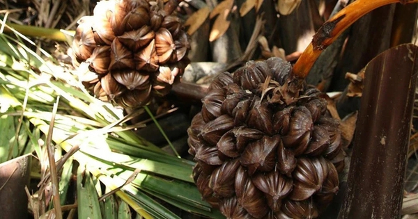 Loại quả mọc đầy ở Việt Nam khiến người Trung Quốc mê mẩn: Vừa mát vừa bổ, giới sành ăn cực “săn đón”