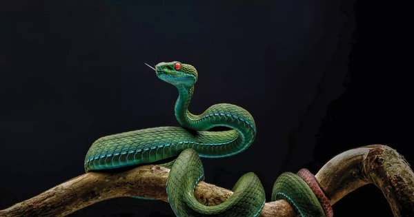 Rắn lục mắt hồng ngọc và những ảnh thiên nhiên hoang dã đẹp mê hồn