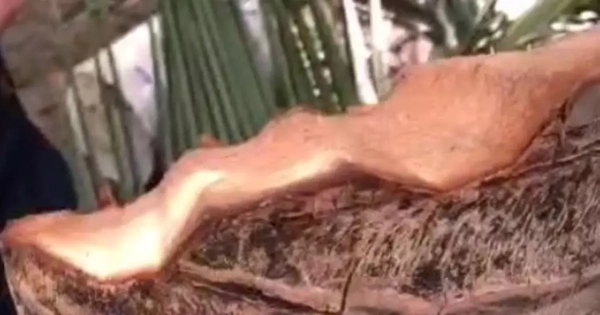 Thực hư clip 6 triệu view ‘tôn bay cắt đứt cây dừa’